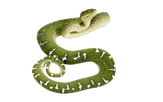 Snake PNG