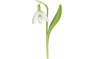 Snowdrop Flower Sticker PNG