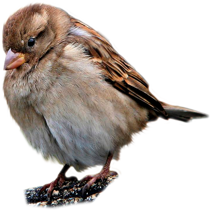 Sparrow Transparent Image