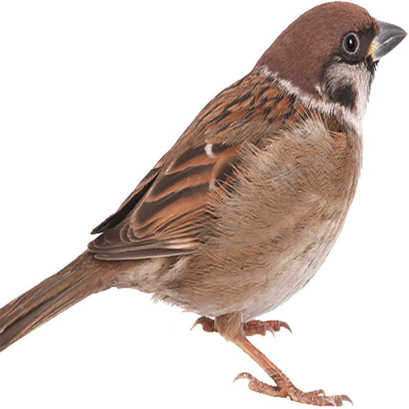 Sparrow Transparent Photo