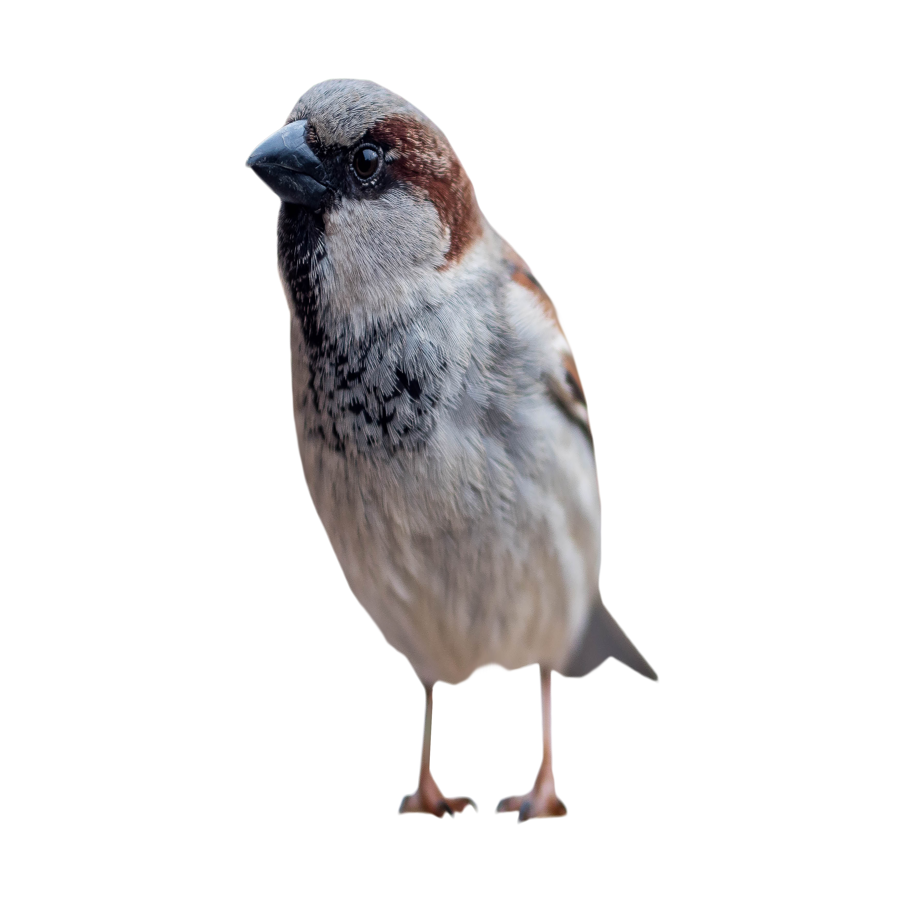 Sparrow Transparent Picture