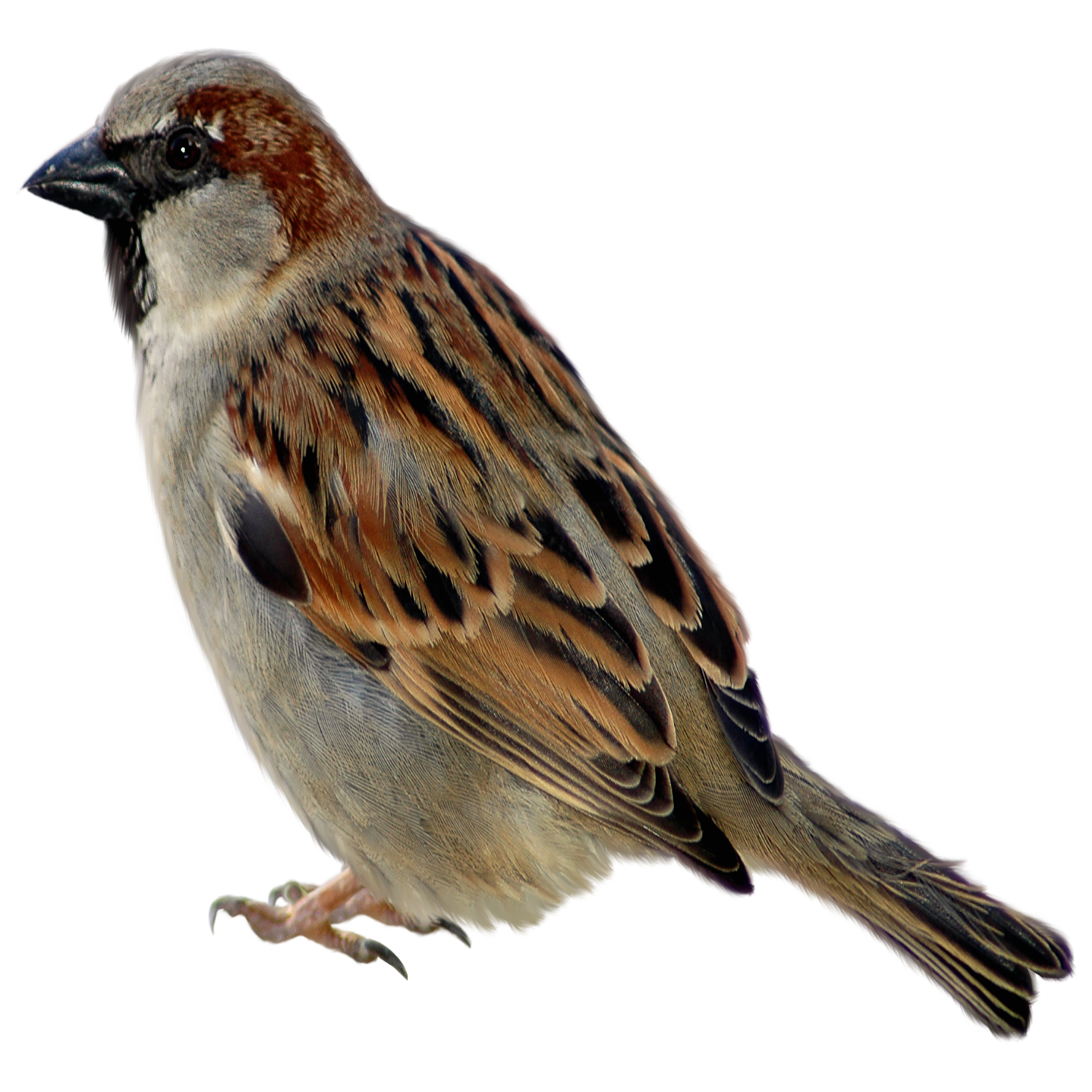 Sparrow Transparent Clipart