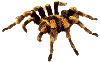 Spider PNG