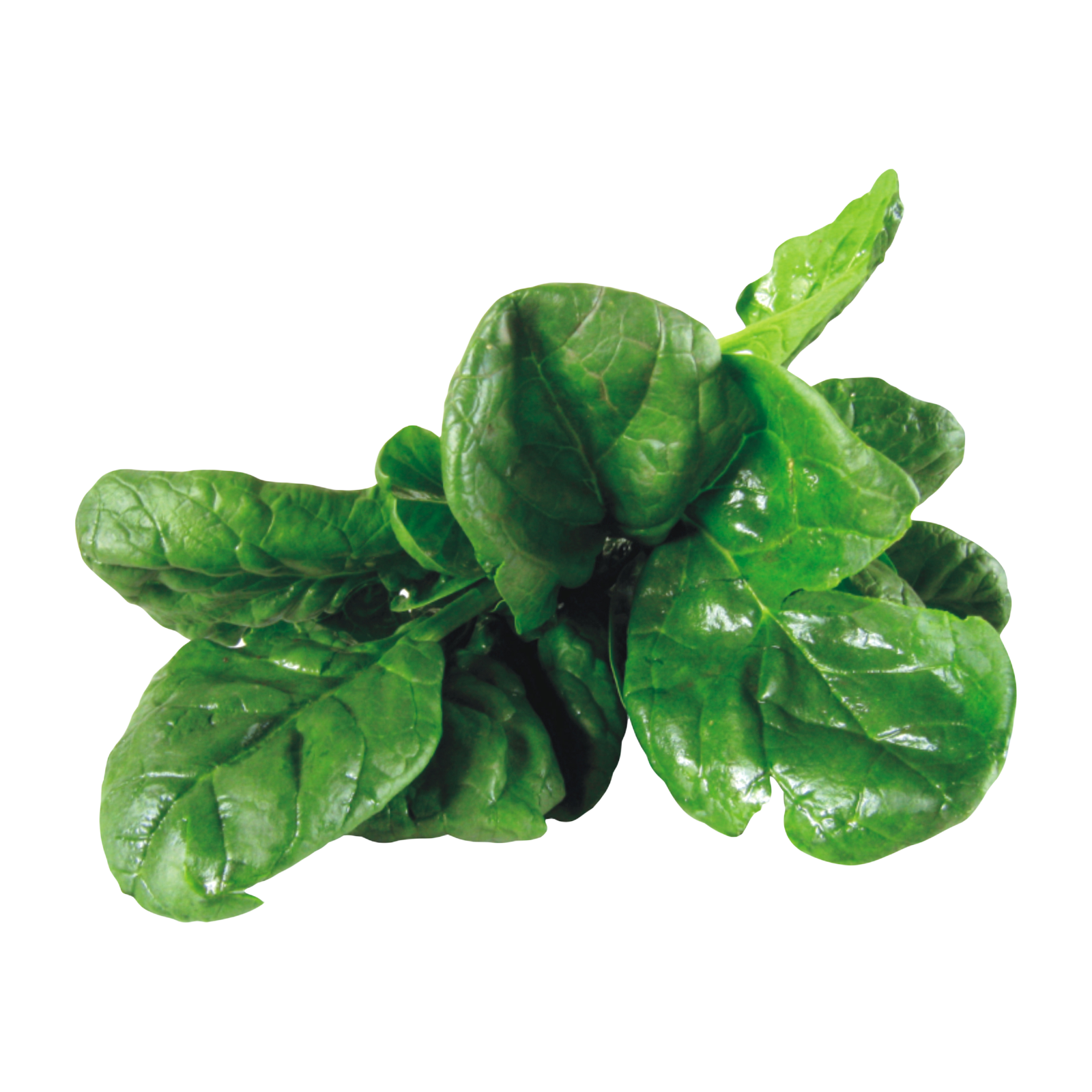 Spinach Transparent Image