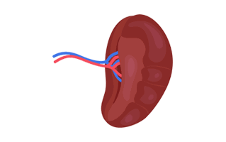 Spleen PNG Logo
