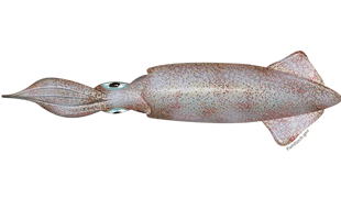Squid PNG