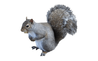 Squirrel PNG