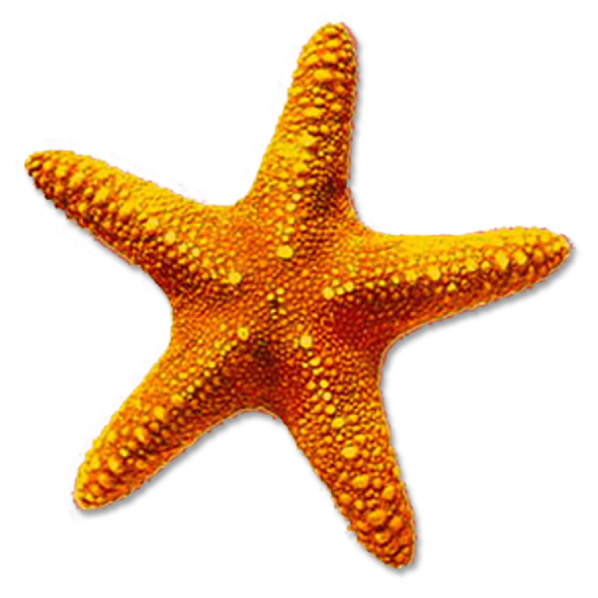 Star Fish Transparent Photo