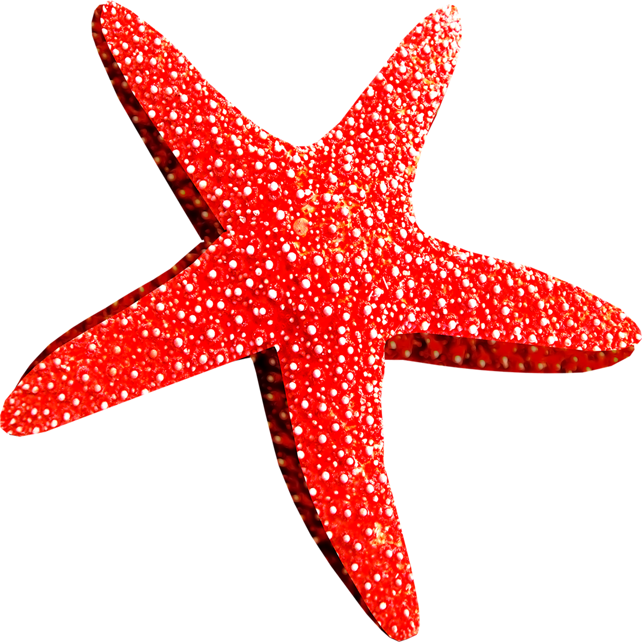 Star Fish Transparent Picture