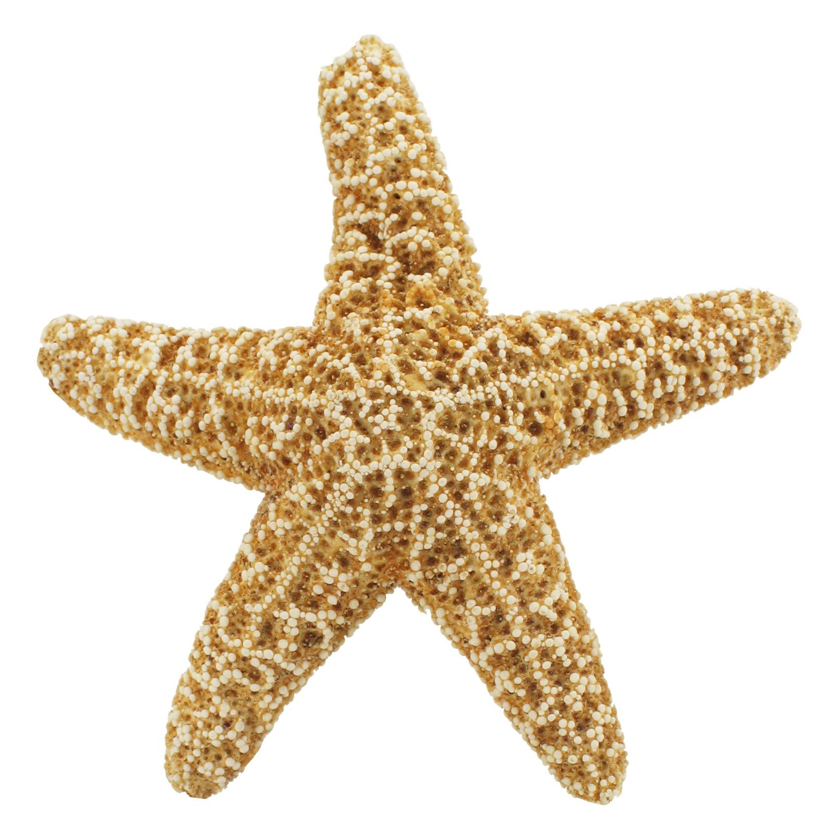 Star Fish Transparent Clipart