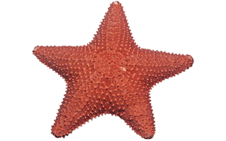 Starfish PNG
