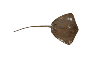 Stingray Fish PNG