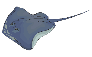 Stingray PNG