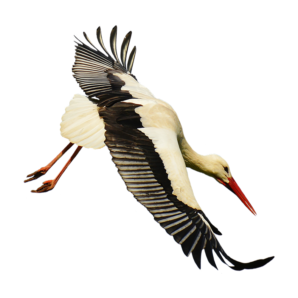 Stork Transparent Picture