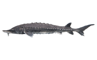Sturgeon PNG