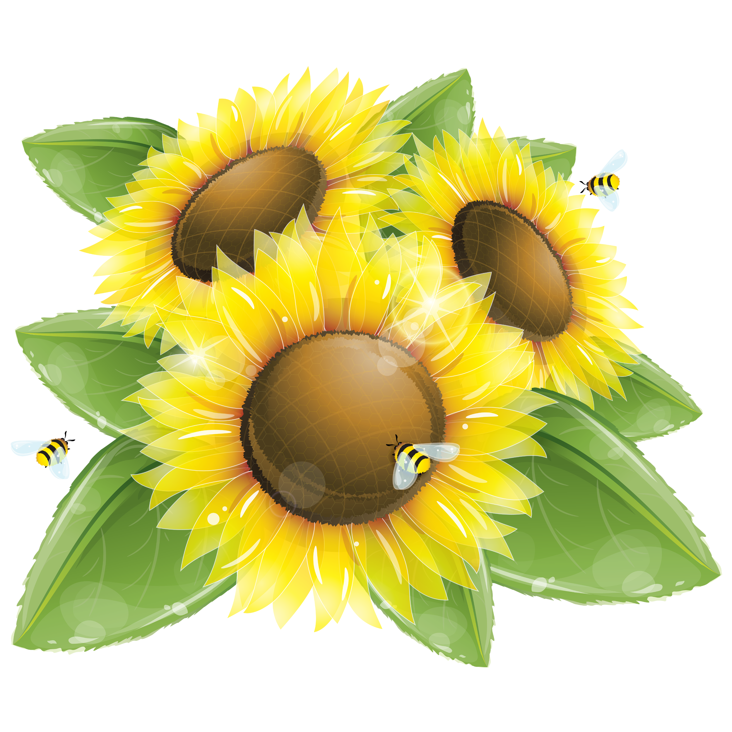 Sunflower Transparent Photo