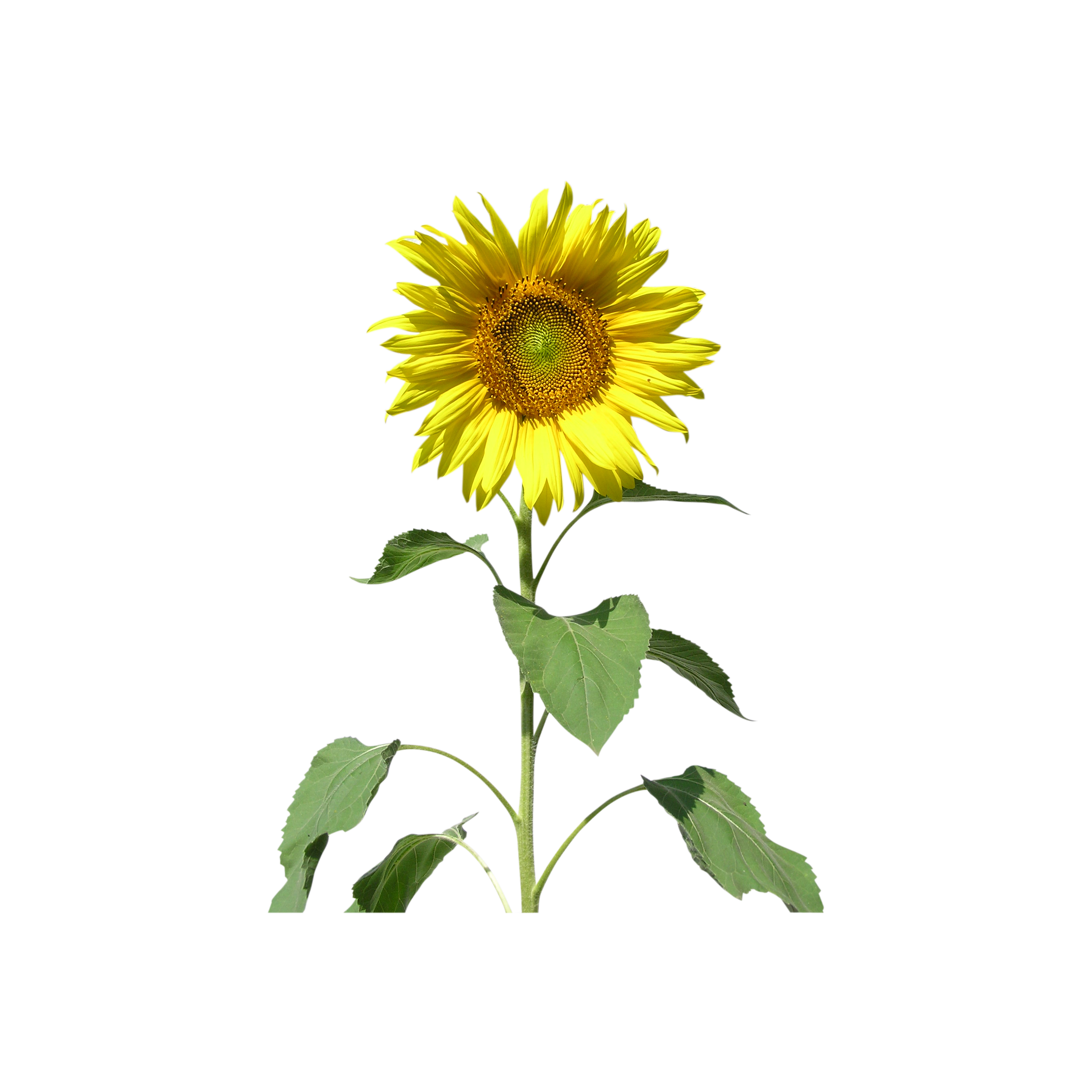 Sunflower Transparent Clipart