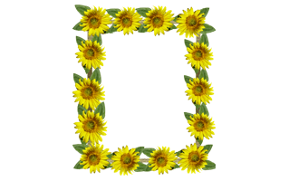 Sunflower Frame PNG