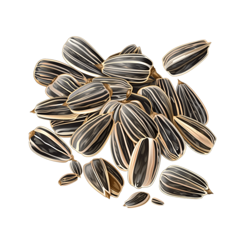 Sunflower Seeds Transparent Photo