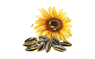 Sunflower Seeds