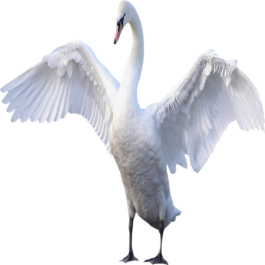 Swan Transparent Picture