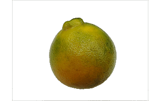 Tangelo PNG