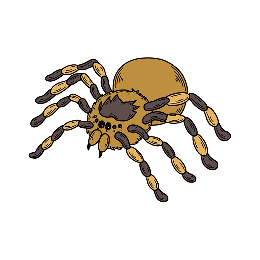 Tarantula Free Sticker Transparent Clipart