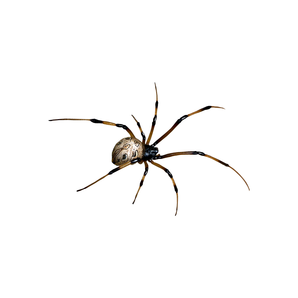 Tarantula Free Sticker Transparent Gallery