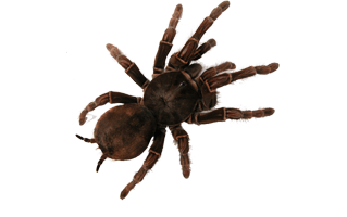 Tarantula PNG