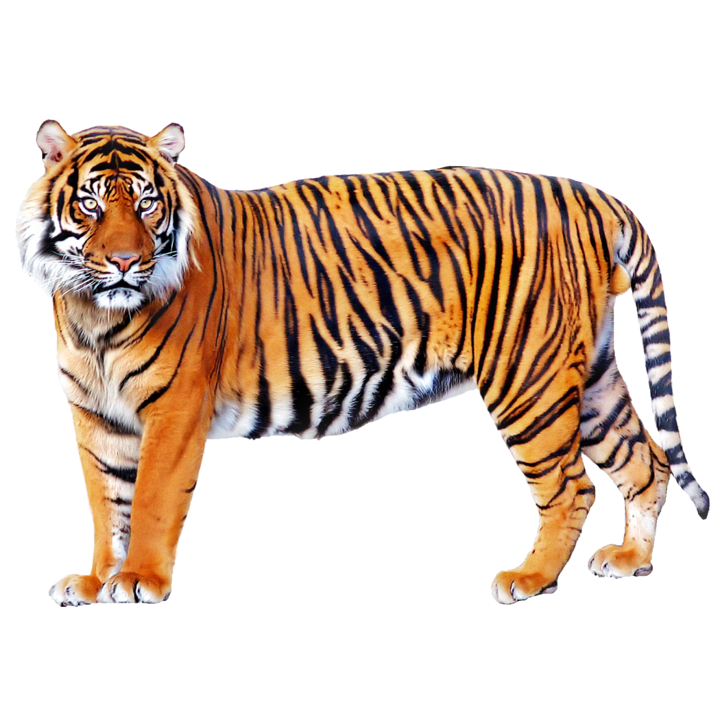 Tiger Transparent Image