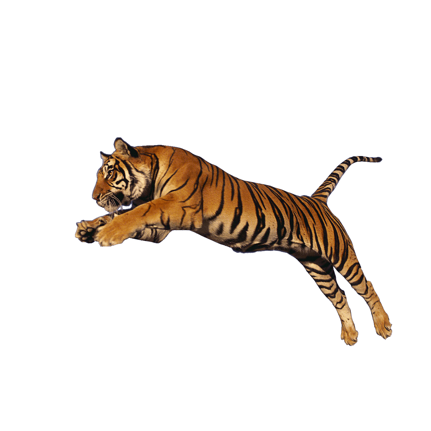 Tiger Transparent Photo