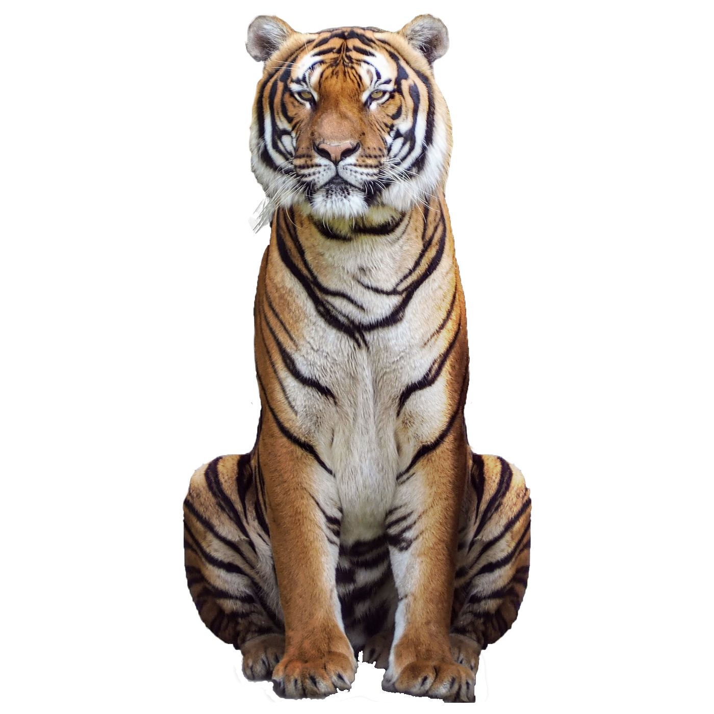 Tiger Transparent Picture