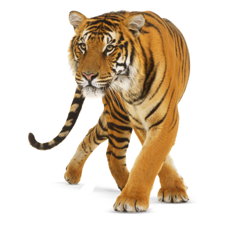 Tiger Transparent Clipart