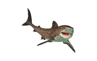 Tiger Shark PNG