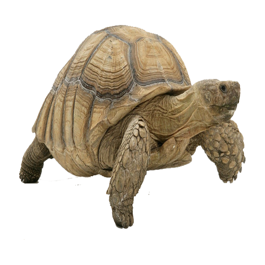 Tortoise Transparent Picture