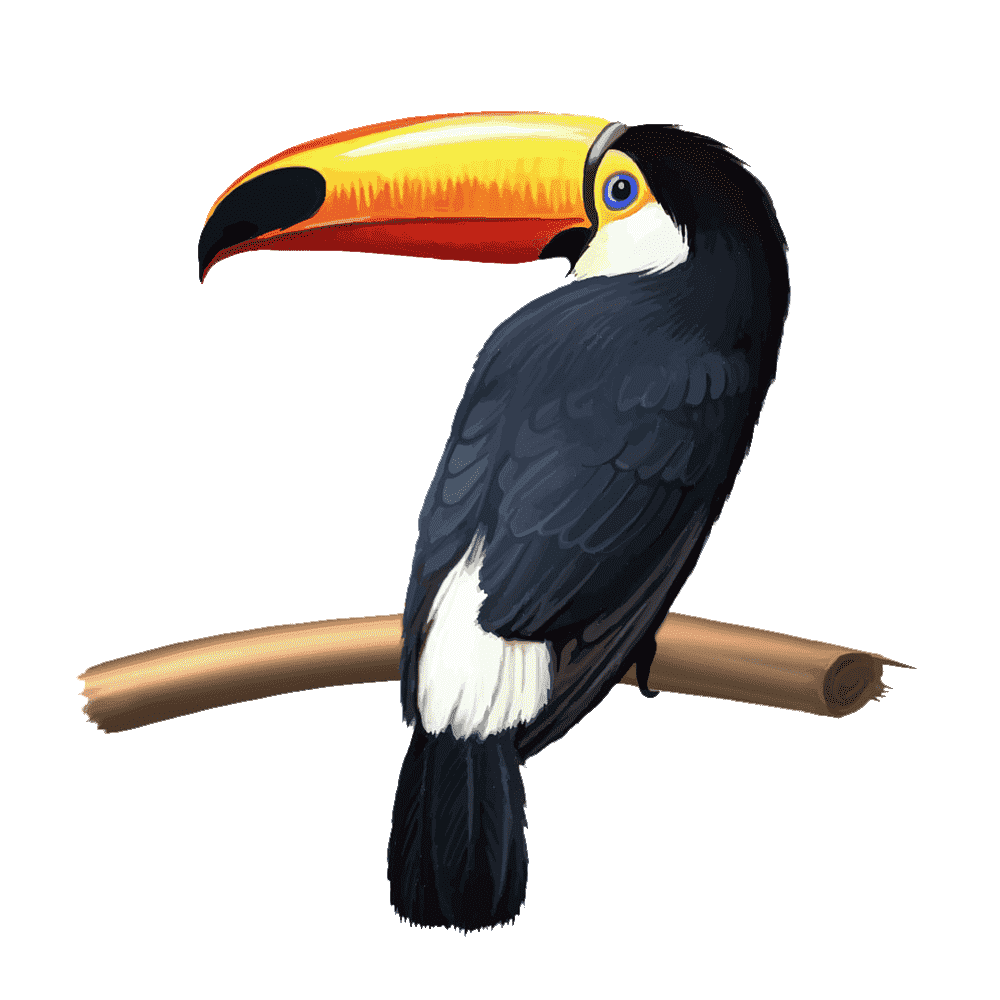 Toucan Bird Transparent Clipart