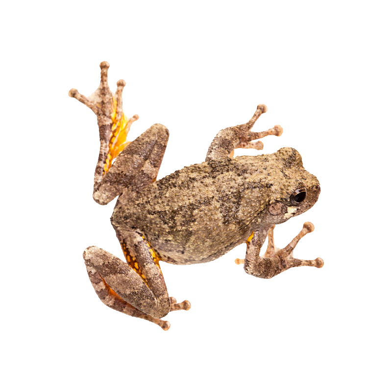 Tree Frog Transparent Image