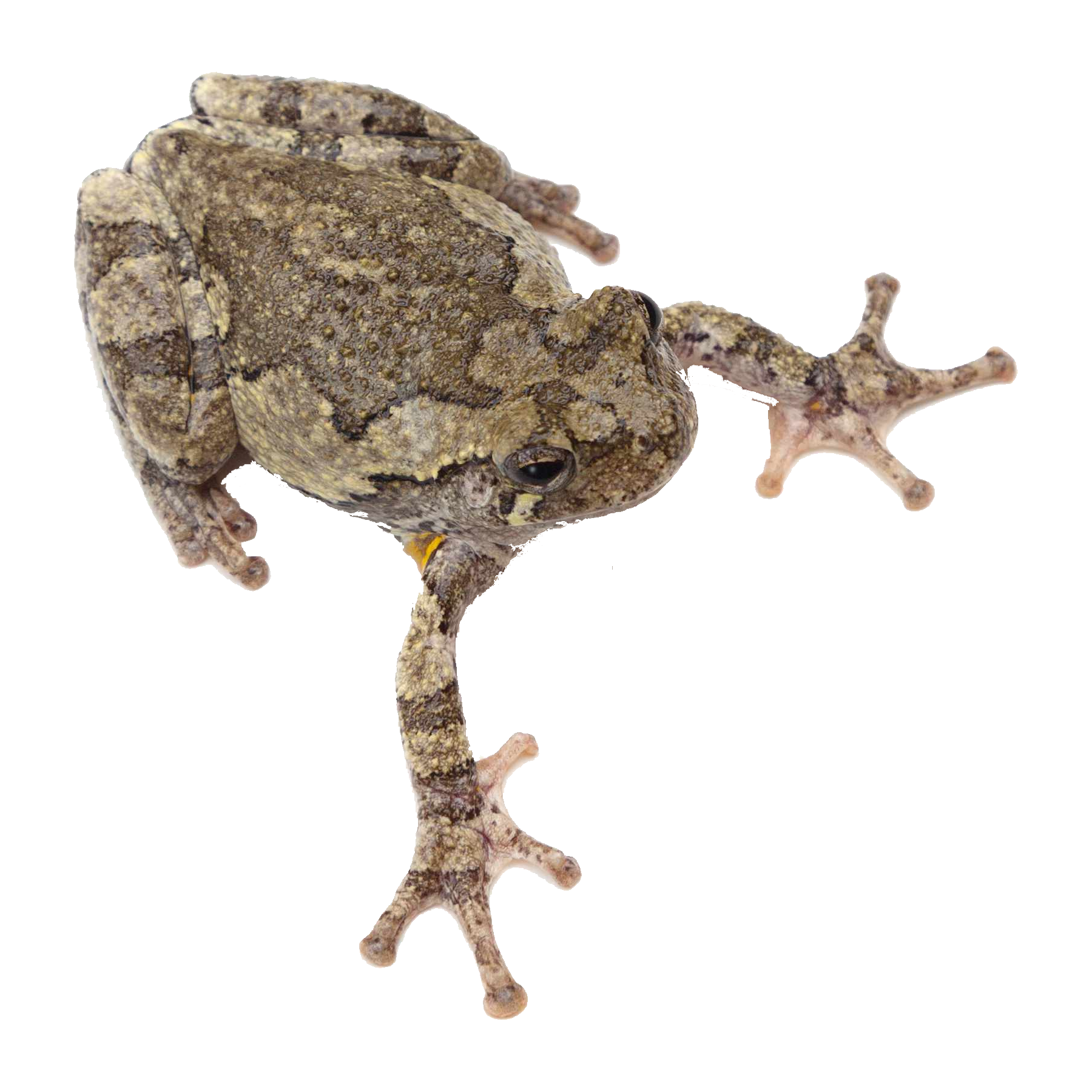 Tree Frog Transparent Photo