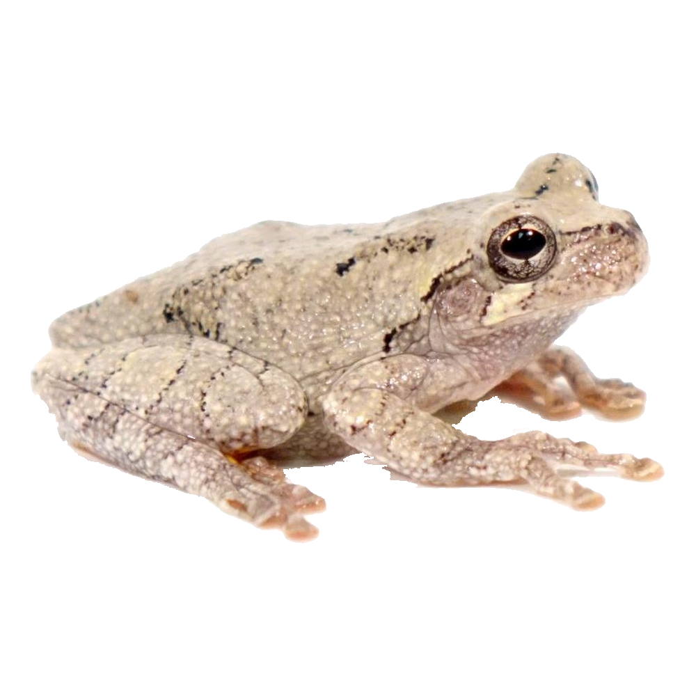 Tree Frog Transparent Clipart