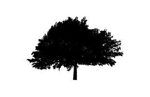 Tree Silhouette PNG