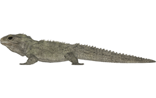 Tuatara PNG
