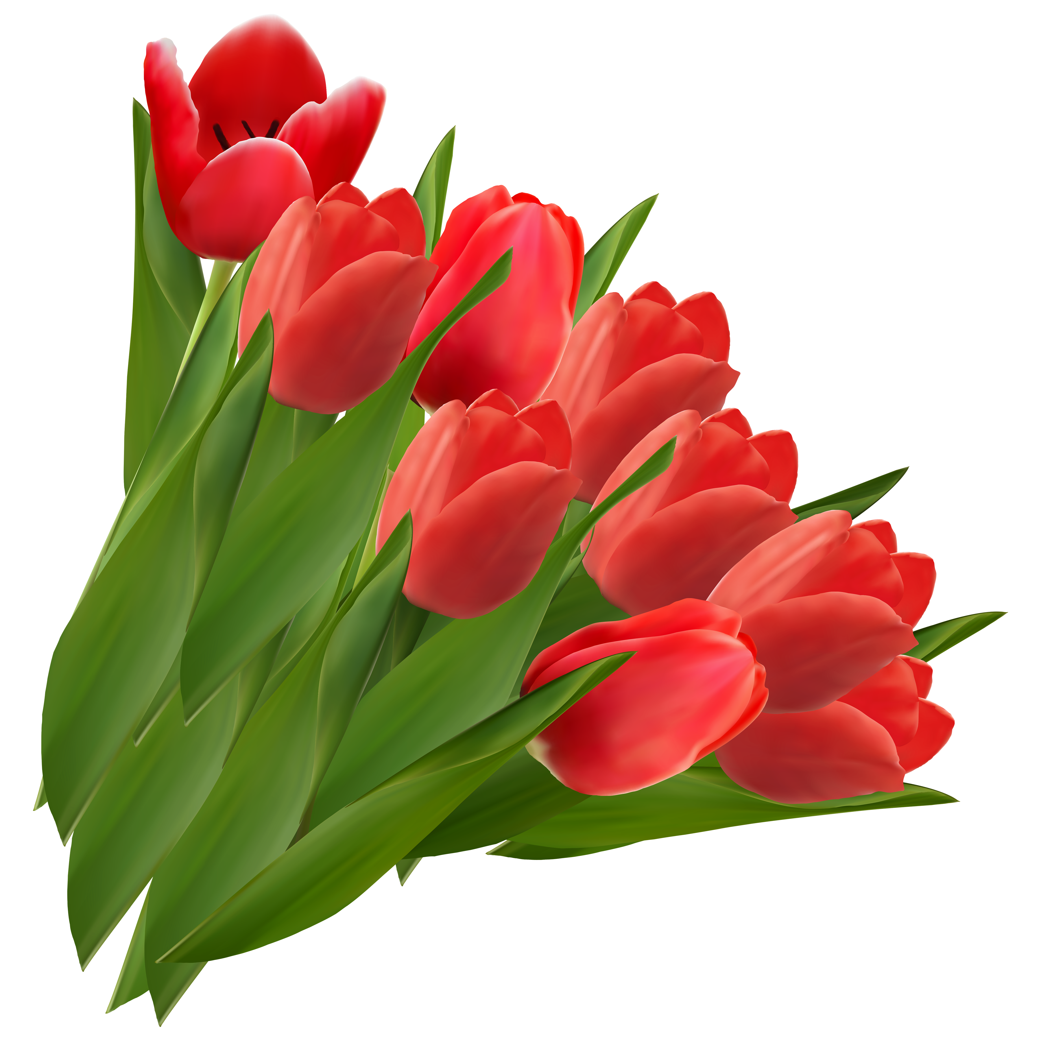 Tulip Transparent Image