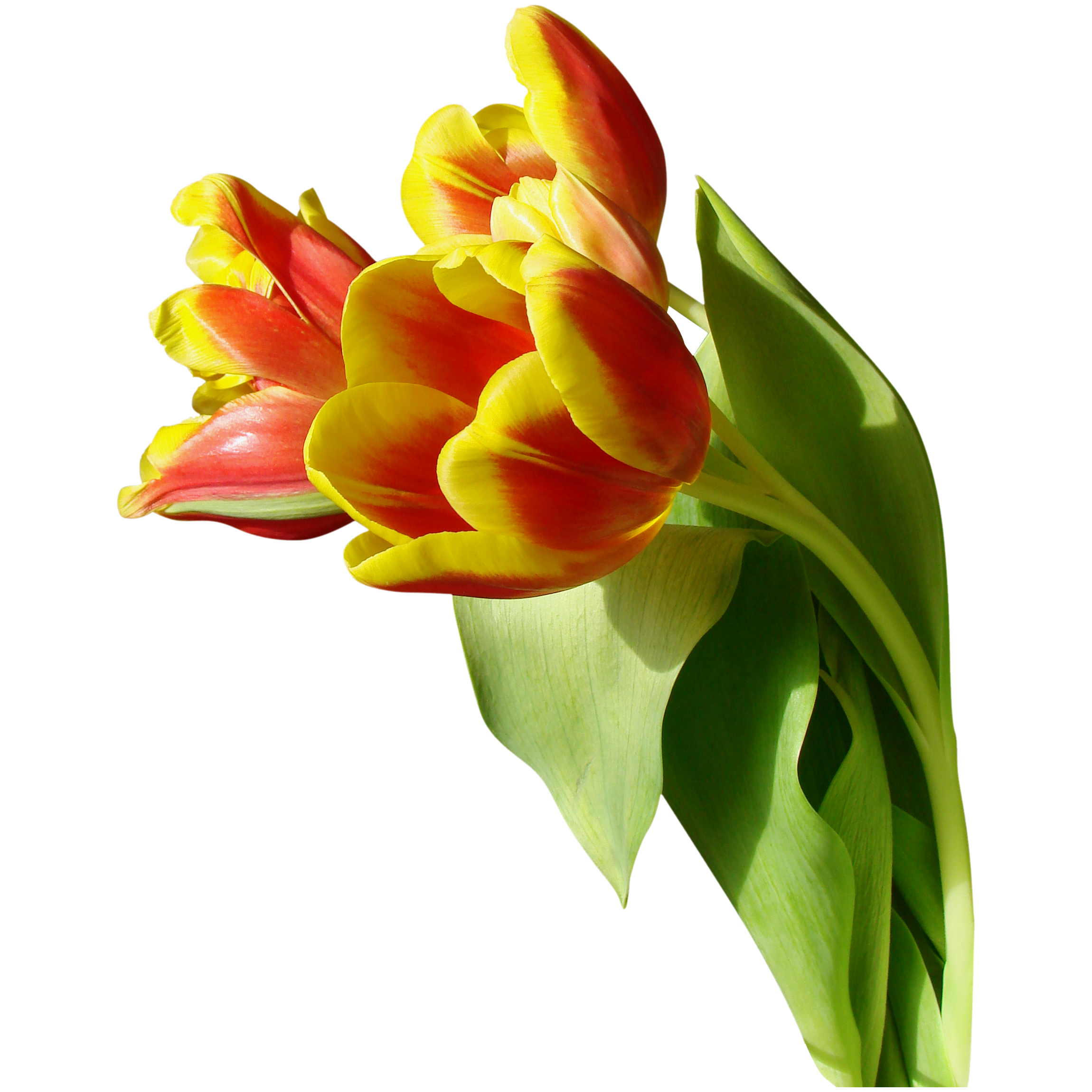 Tulip Transparent Picture