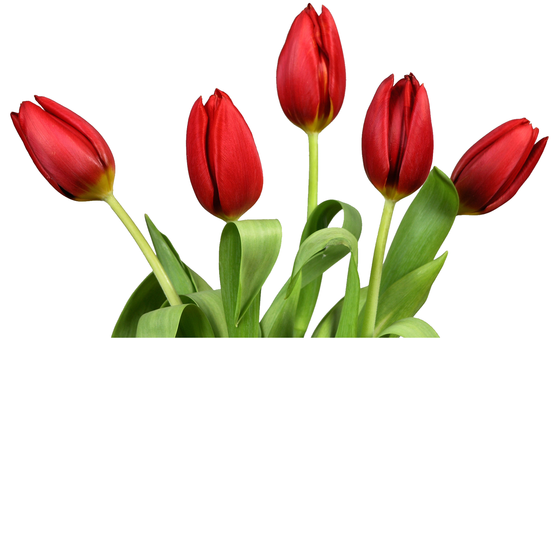 Tulip Transparent Clipart