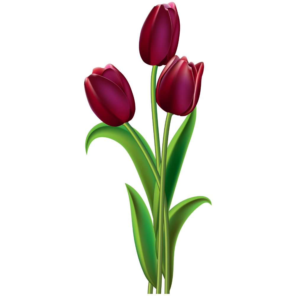 Tulip Flower Transparent Photo
