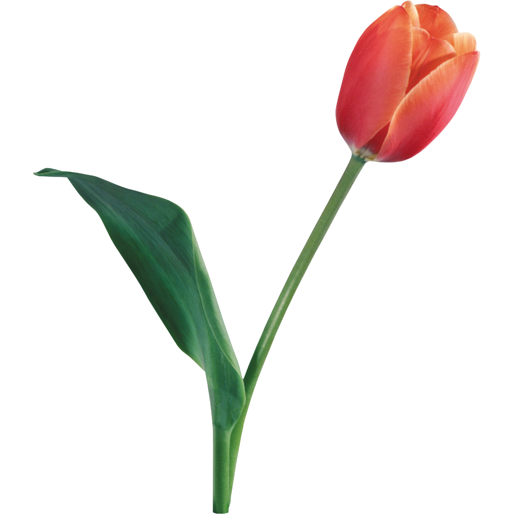 Tulip Flower Transparent Picture