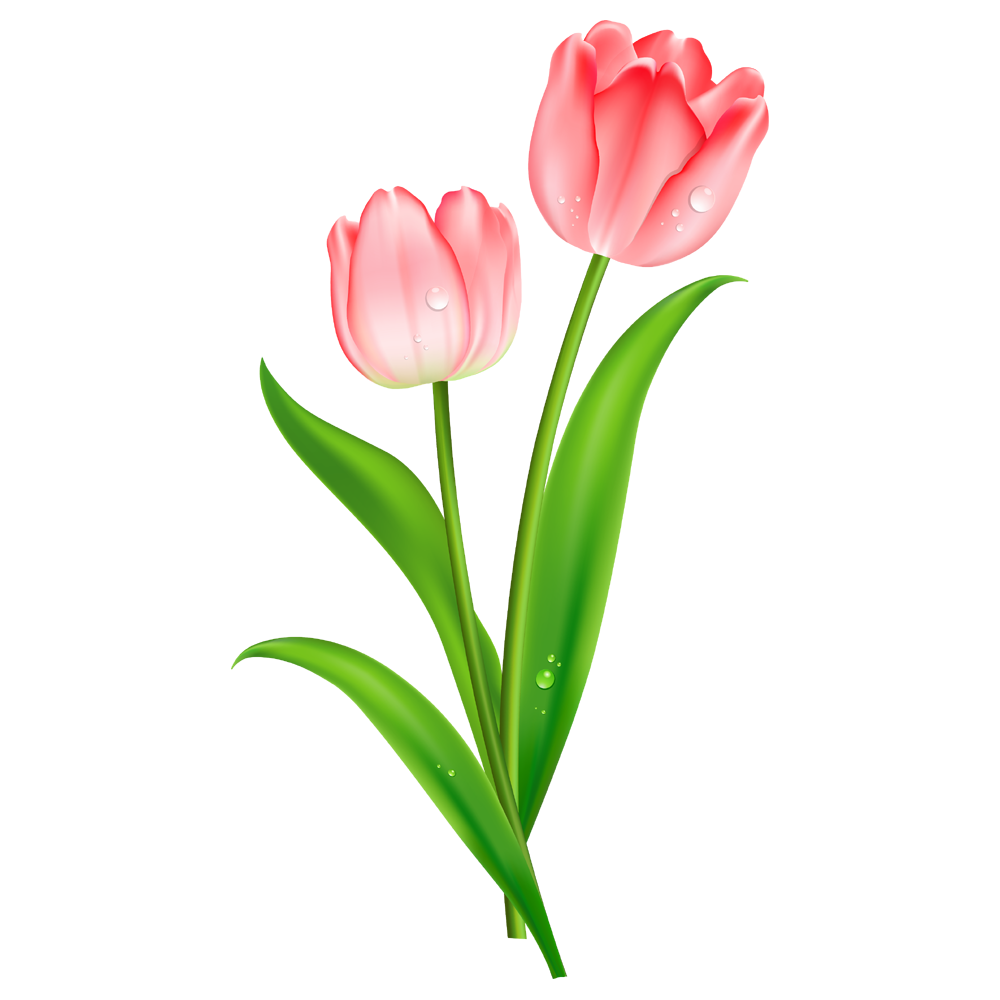 Tulip Flower Transparent Clipart