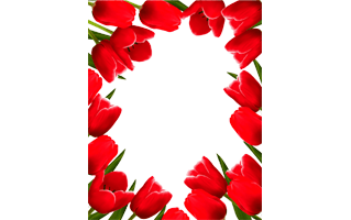 Tulip Flower Frame PNG