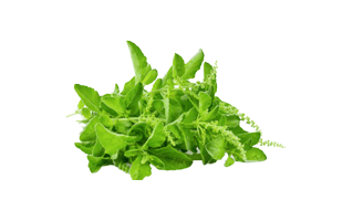 Tulsi PNG