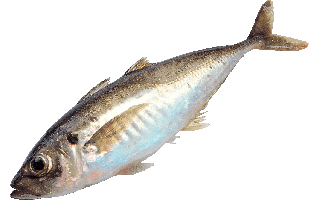 Tuna Fish PNG